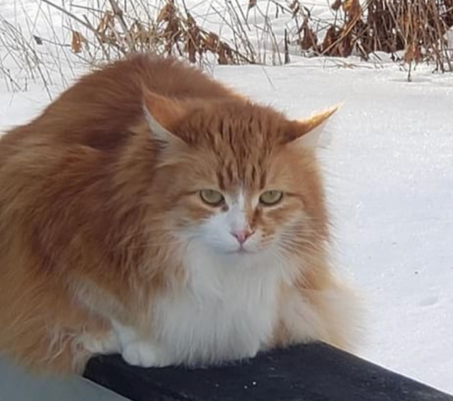 Sibirisk katt Neptune
